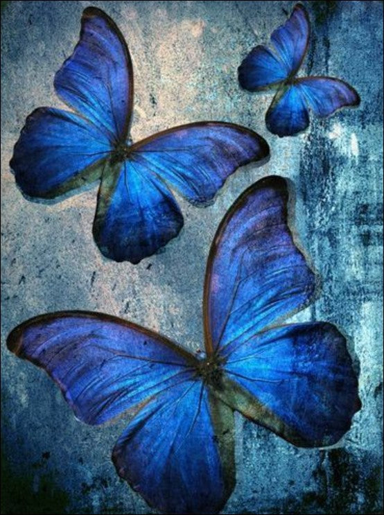 Dream in Blue - A Captivating Display of Azure Butterflies