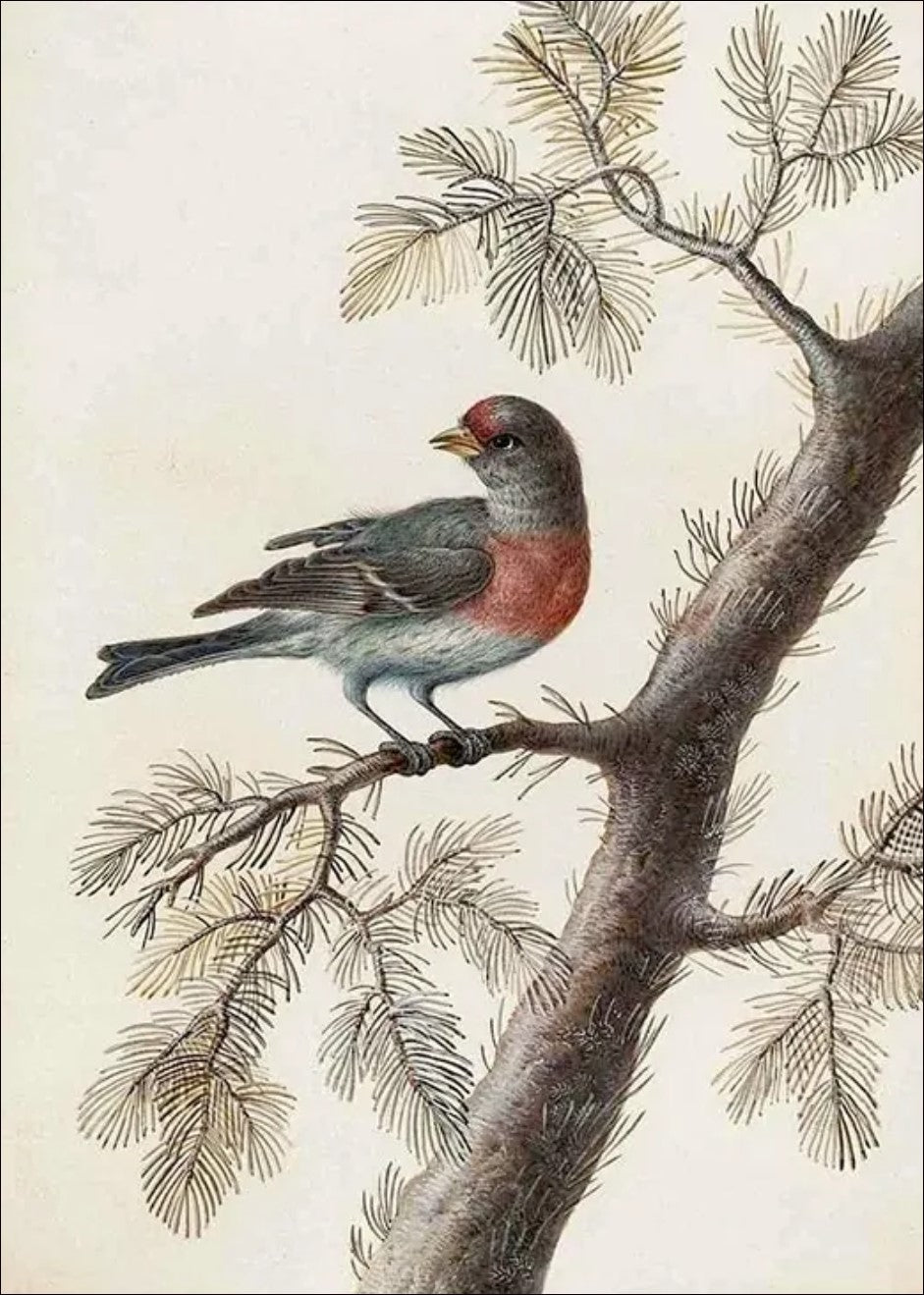 Vintage style painting of a red-breasted bird perched on a pine branch with needles against a neutral beige background, rustic wildlife wall art.
