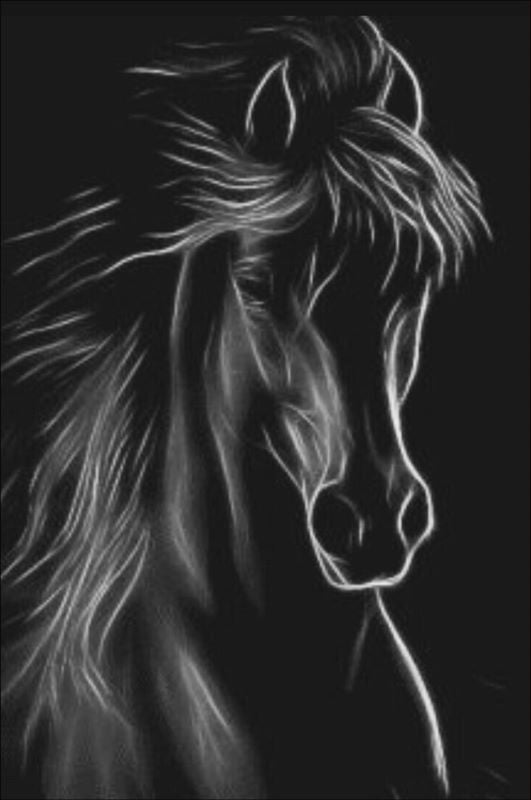 Black horse in black