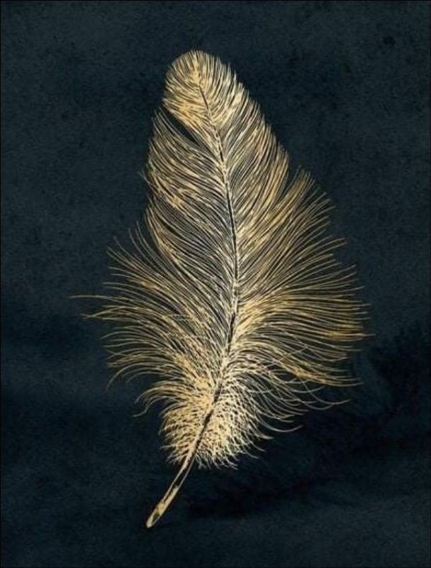 Golden Feather in black